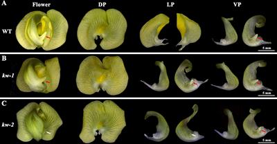 Genetic control of the lateral petal shape and identity of asymmetric flowers in mungbean (Vigna radiata L.)